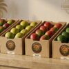 Frische Hantasch-Farm-Mangos – Keitt, Kent, Naomi und Butter-Mango