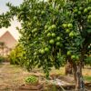 Lime_tree_with_ripe_limes_202608211420 Frische grüne Limetten von Hantasch Farm